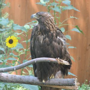 Golden Eagle