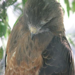 Swainson's Hawk