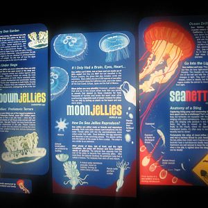 Ocean Explorer Gallery - Jellies Signage