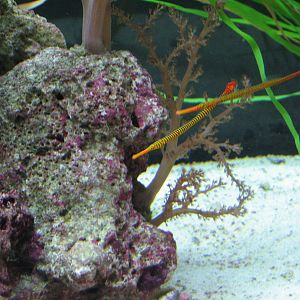 Ocean Explorer Gallery - Pipefish Exhibit