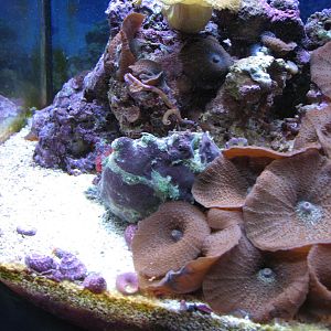 Ocean Explorer Gallery - Stonefish