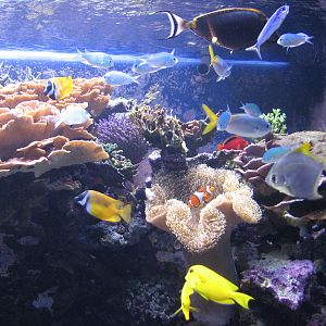 Ocean Explorer Gallery - Coral Reef