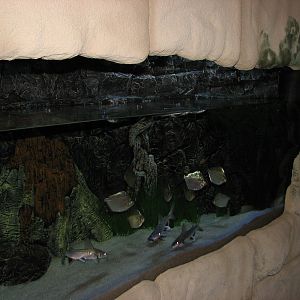 Journey to South America