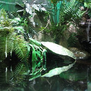 Journey to South America - Sideneck Turtle