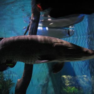 Journey to South America - Arapaima