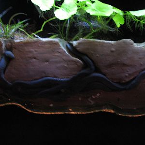 Journey to South America - Caecilians