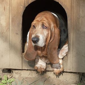 Domestic dog: basset hound