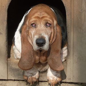 Domestic dog: basset hound