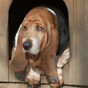 Domestic dog: basset hound