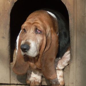 Domestic dog: basset hound