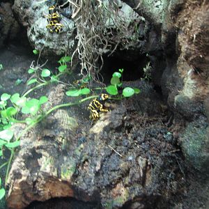 Journey to South America - Bumblebee Poison Frog