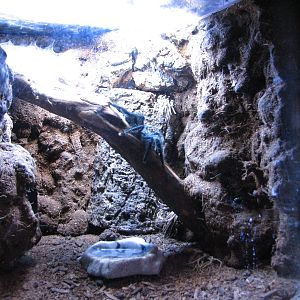 Journey to South America - Pink Toed Tarantula