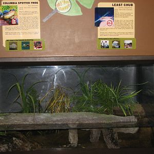 Utah Waters - Least Chub & Columbia Spotted Frog