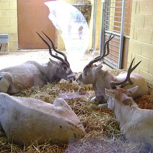Addax