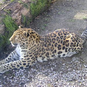 Amur Leopard