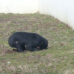 Malayan sun bear