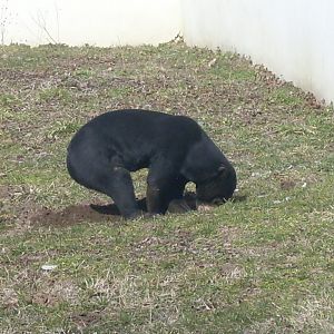 Malayan sun bear