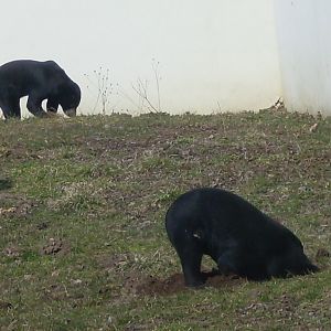 Malayan sun bear