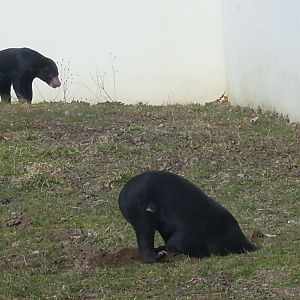 Malayan sun bear