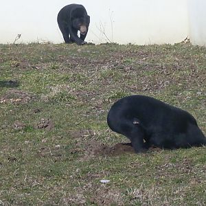 Malayan sun bear