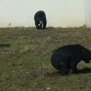 Malayan sun bear