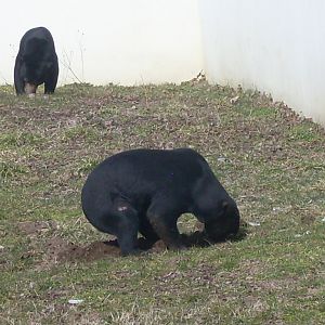 Malayan sun bear