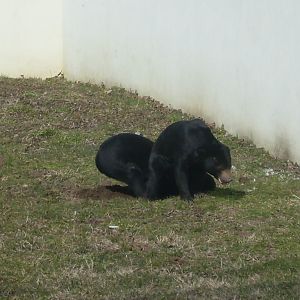 Malayan sun bear