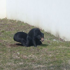 Malayan sun bear