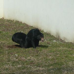 Malayan sun bear
