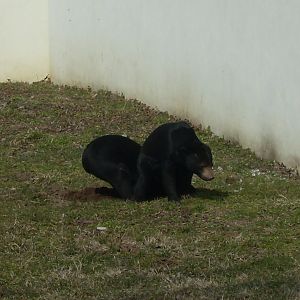 Malayan sun bear