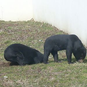 Malayan sun bear