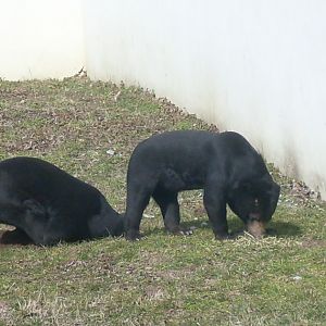 Malayan sun bear