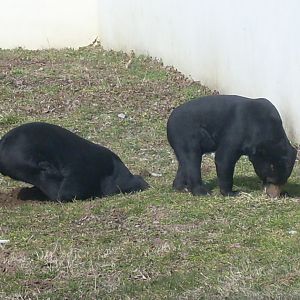 Malayan sun bear