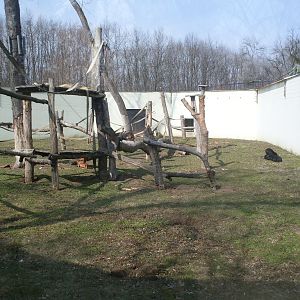 Extemporal malayan sun bear outdoor exhibit