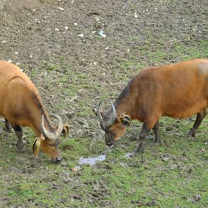 congo buffalo