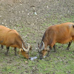 Congo buffalo 2
