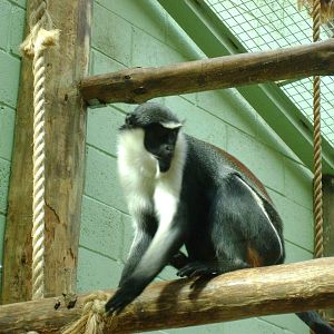 Diana monkey