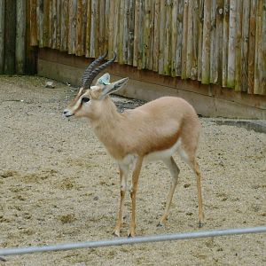 Dorcas gazelle