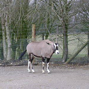 Gemsbok