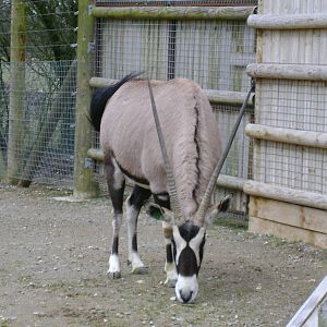 Gemsbok