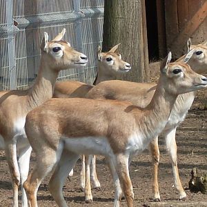 Female blackbucks
