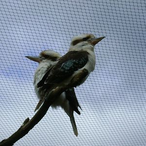 Kookaburra