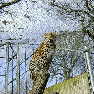 Amur leopard