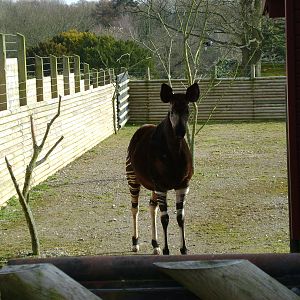Okapi