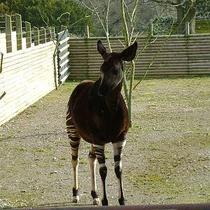 Okapi
