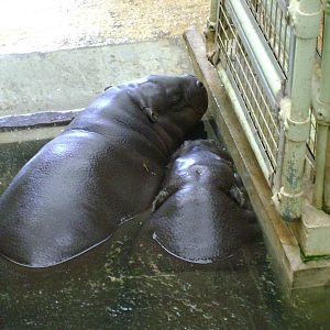 Pygmy hippos
