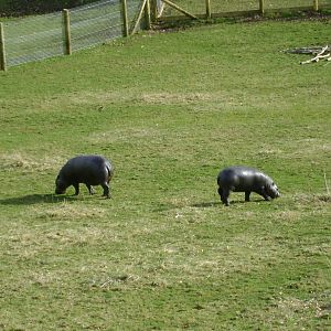 Pygmy hippos