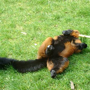 Red ruffled lemur