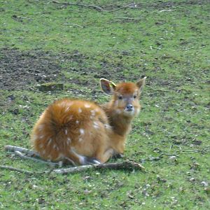 Sitatunga fawn