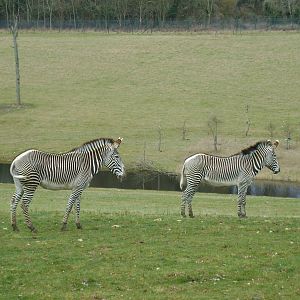Zebra